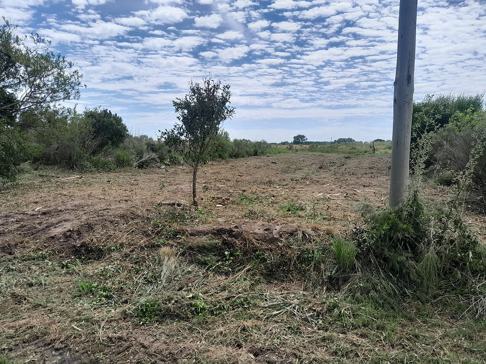 Miniatura: Terreno en Balneario Los Pinos