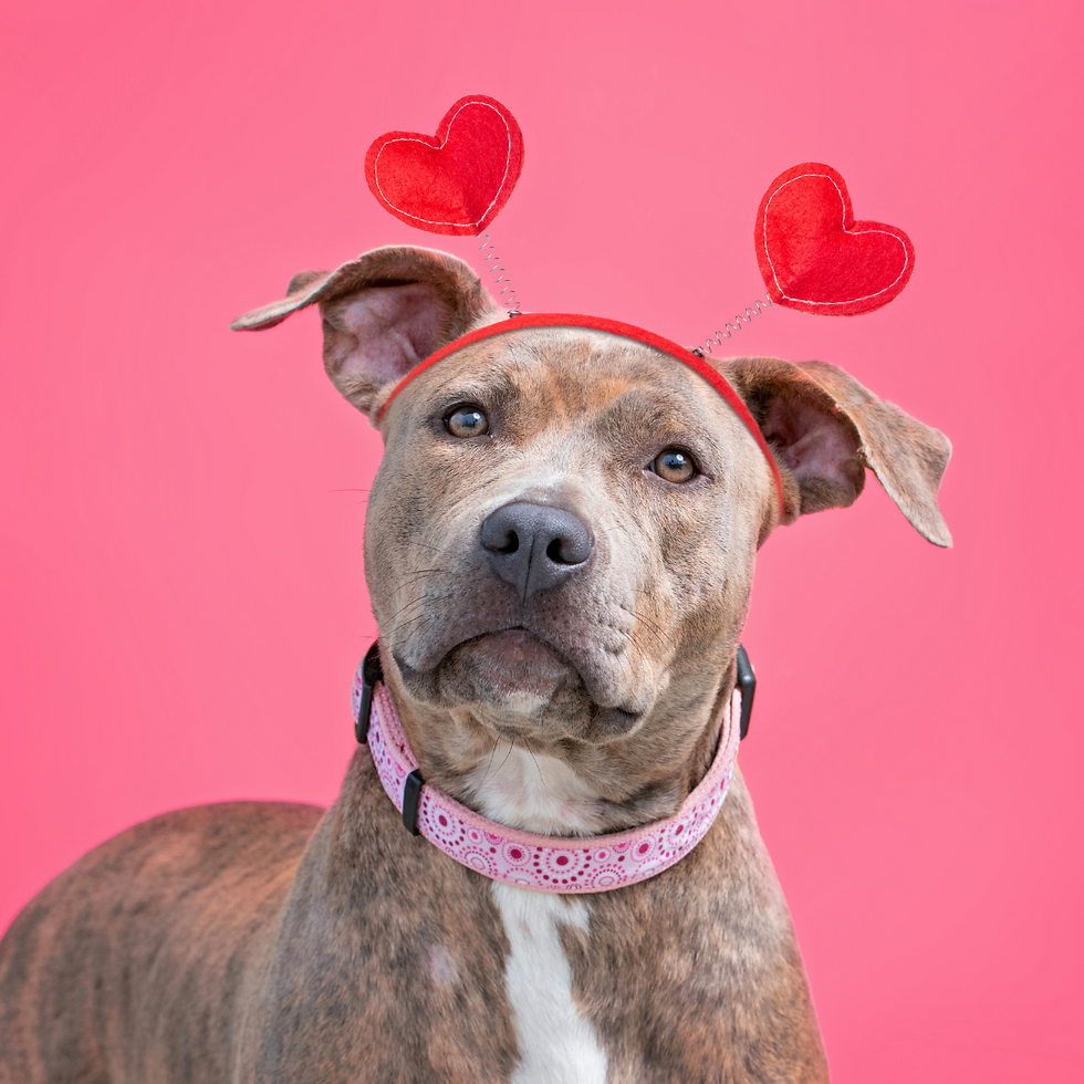 Hearts, Dog, Animals, Funny Animals, Kansas