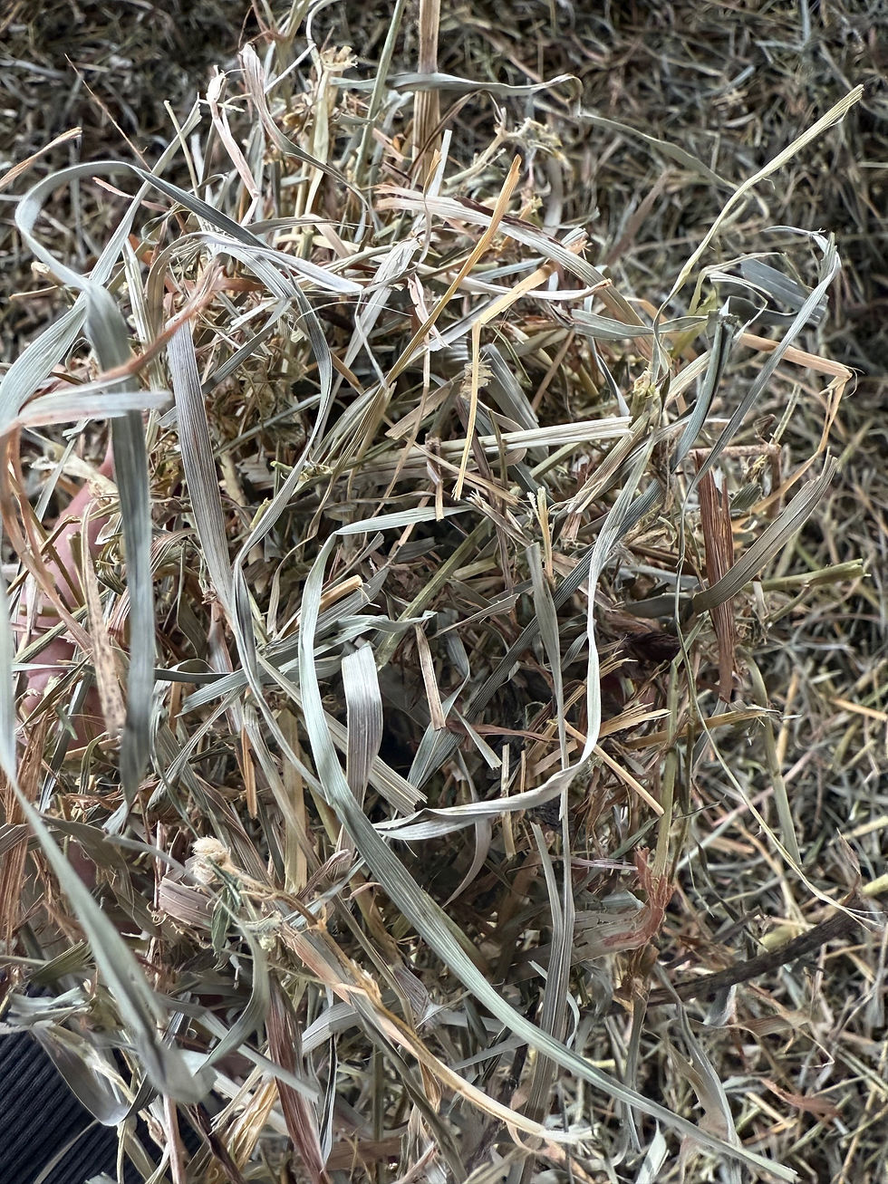 Thumbnail: Orchard/Alfalfa Mix Square Bale Hay