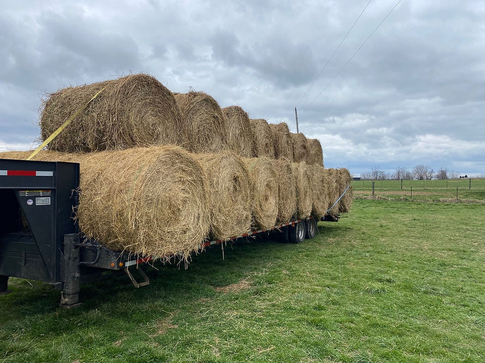 5x5 Rolls mixed grass
