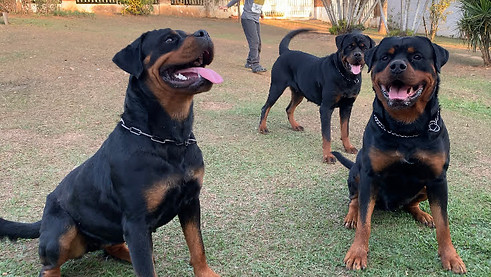 canil para pets em piracaia.jpg