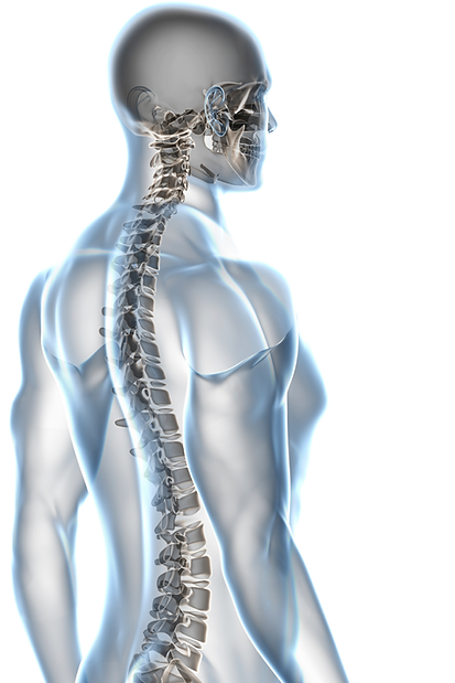Male-spine4.png
