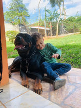 adestramento de filhotes de cachorro em braganca.jpg