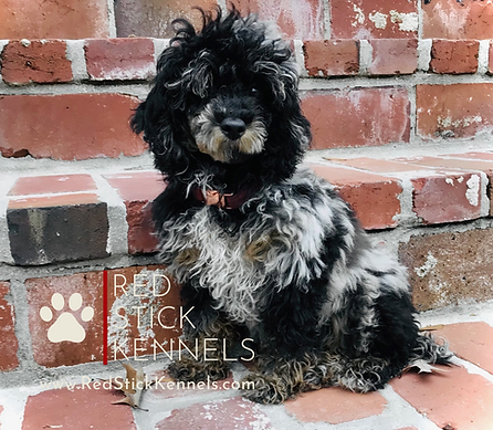 Untitled design (59).png