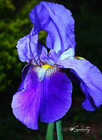 Blue Beauty (1).jpg