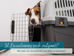 Wie lernt ein Hund zur Ruhe zu kommen?