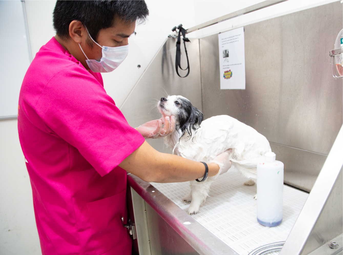 Urban Tails Pet Resort Dubai Boarding Daycare Grooming Dip 2