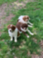 Rosie and Henry Litter