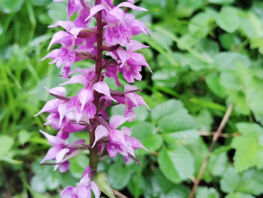 産沼コースの花の状況について
