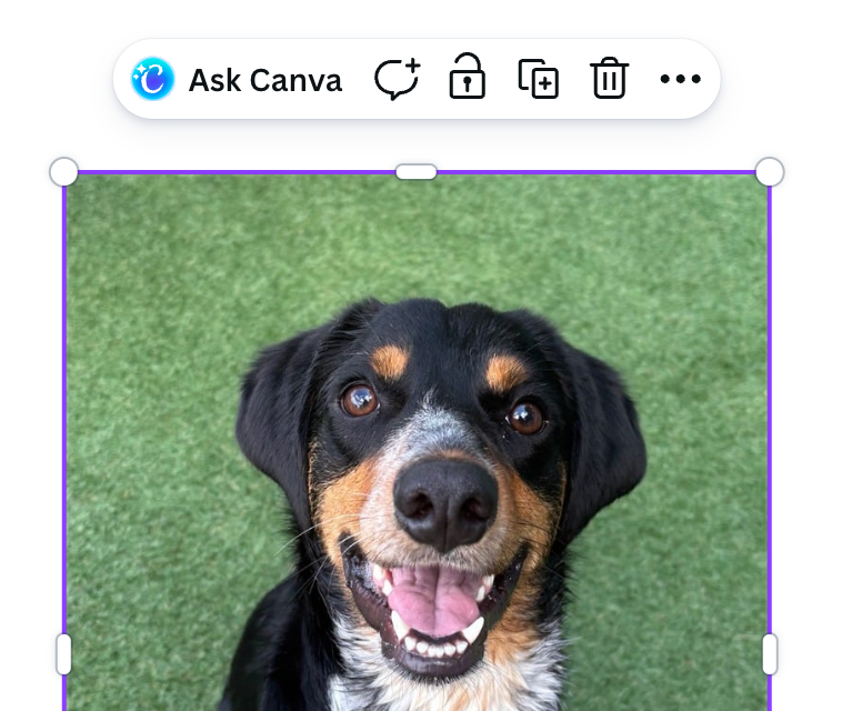 Ask Canva button
