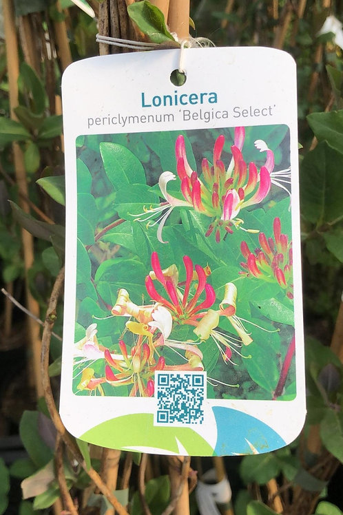 Lonicera -periclymenum'Belgica Select' | Van Doorslaer