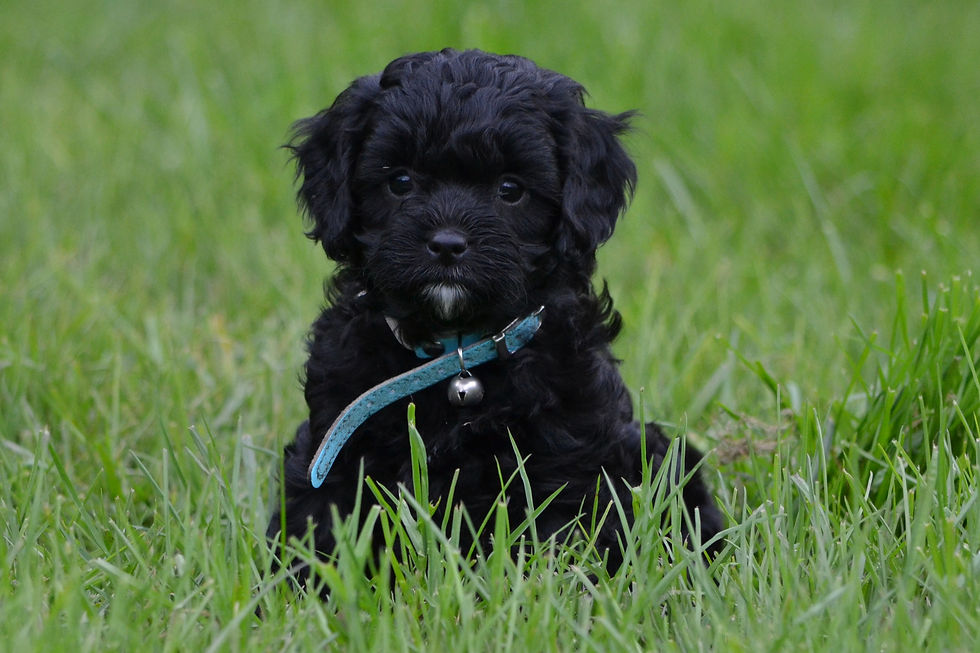 Cavoodle puppies for sale