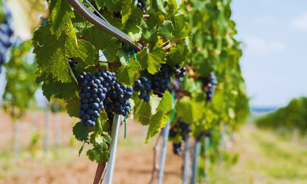 Bulgarian Wine Regions