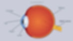 eye parts