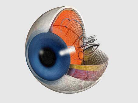 Parts of the Eye: Physiology and Eye Anatomy