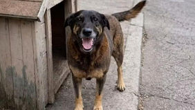 O que a crueldade da morte do cão Orelha pode nos dizer!