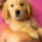 i nostri cuccioli