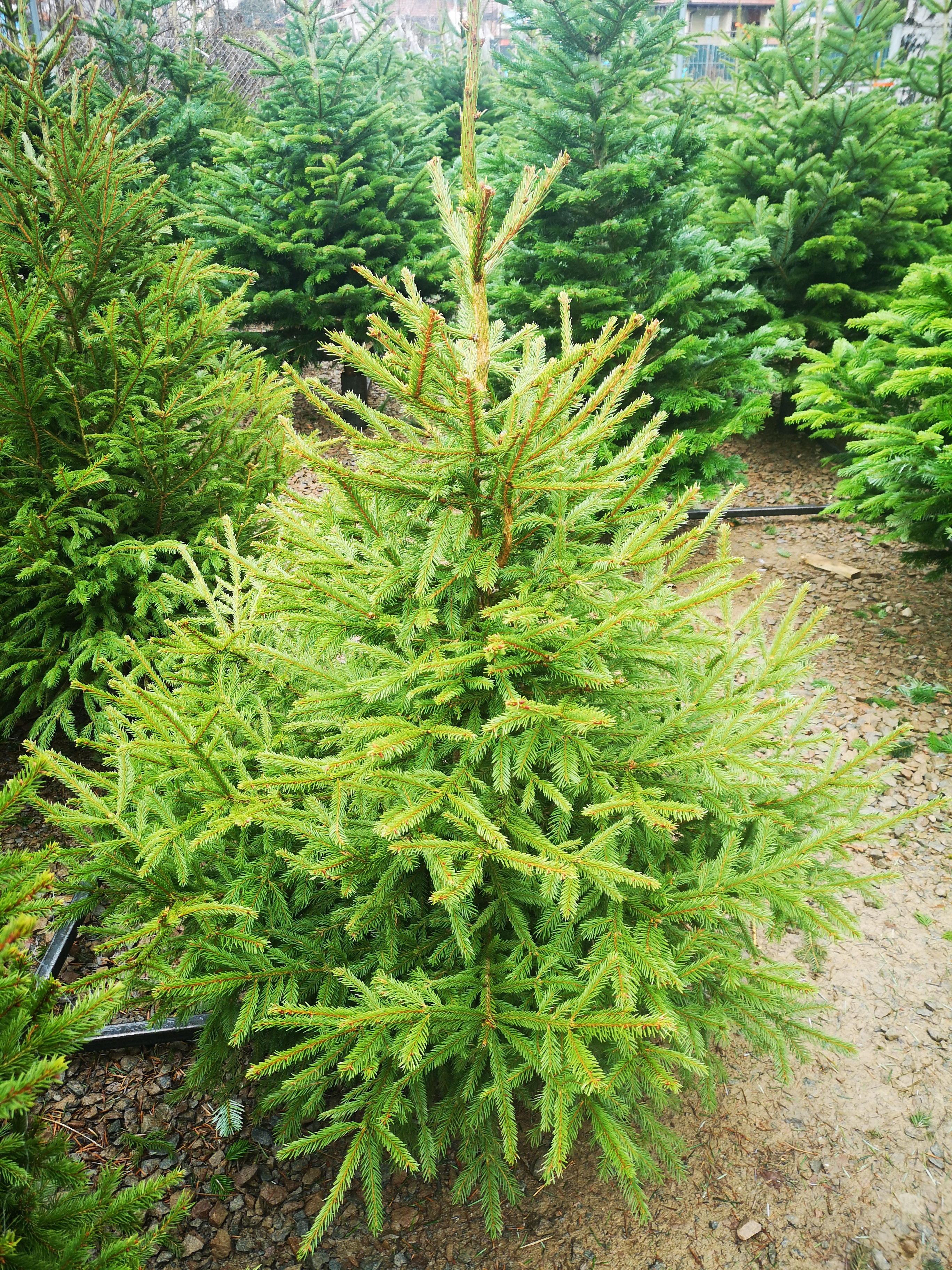 Świerk pospolity maly