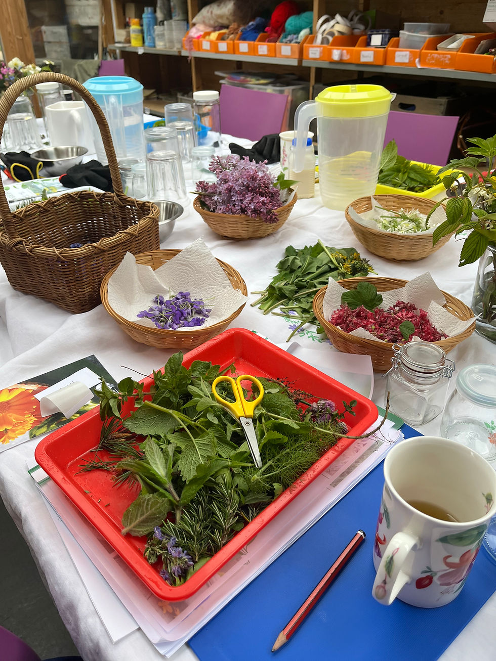 Thumbnail: The Four Seasons of Herbal Living - Spring, The Season of Renewal