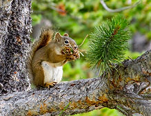 Sheridan WY squirrel by Jessie Bender Spruce Bloom Consulting