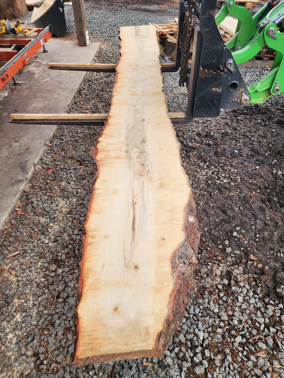 Thumbnail: 12ft Live Edge Silver Maple Slab - Countertop/Mantel