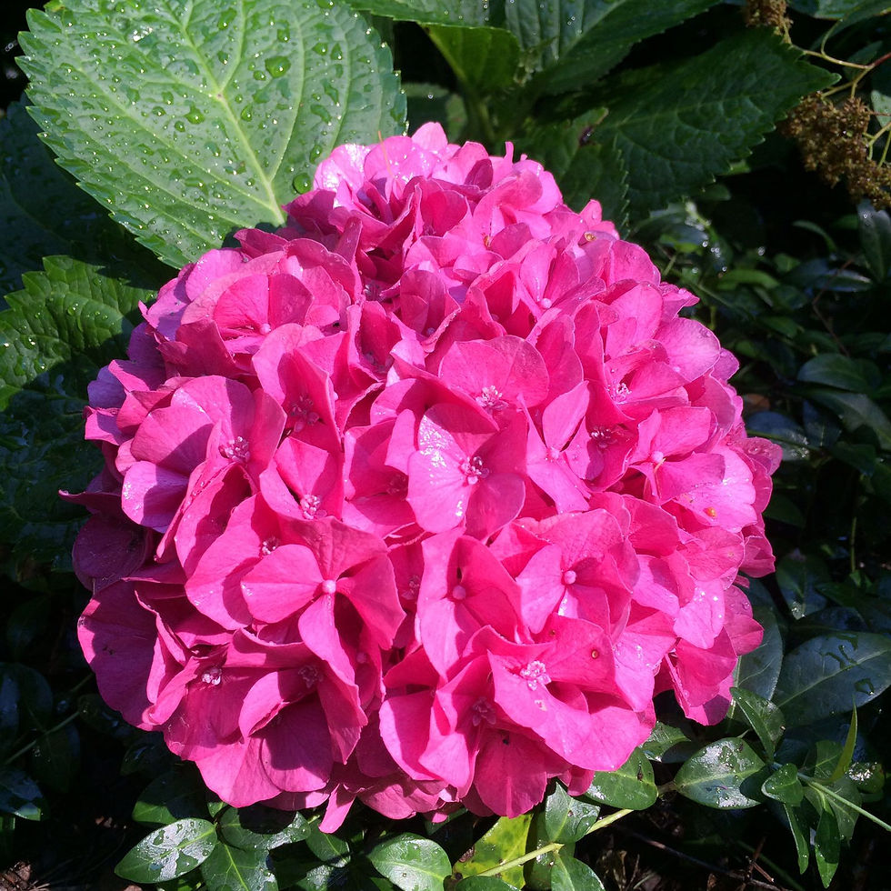IMG-20170523-WA0027