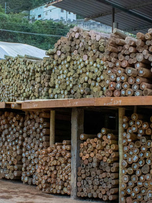 Noroeste Fluminense debate os riscos ambientais, sociais e econômicos da implantação da monocultura do eucalipto na região