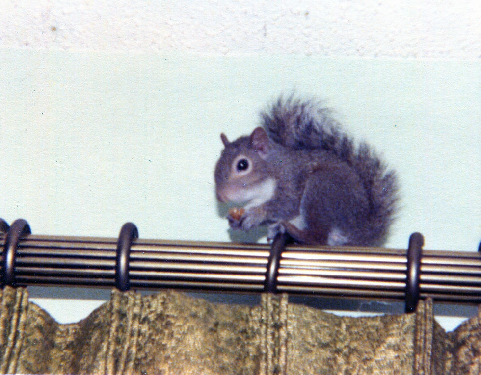Earl the Squirrel