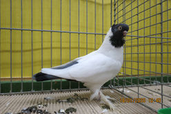 IMG_2694.JPG
