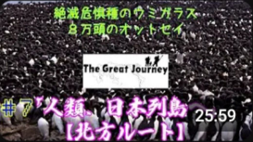 #7 『８万頭のオットセイと５０万羽のオロロン鳥〜哺乳類と海鳥の楽園』 ＃ドキュメンタリー　＃documentary ＃オロロン鳥
