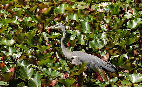 Direitos%20autorais_%20Pixel2013_edited.