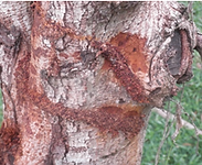 Gardening Plant Clinic insects and diseases soil nutrients tree