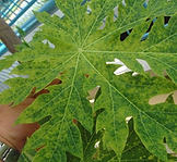 Gardening Plant Clinic insects and diseases soil nutrients tree