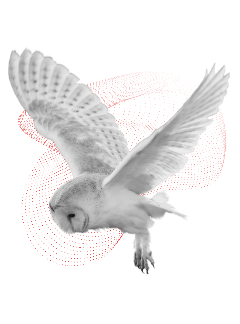 BarnOwl - Owl & Pattern v2 min.png