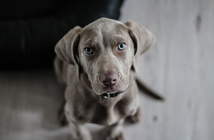 chien 1_edited.jpg