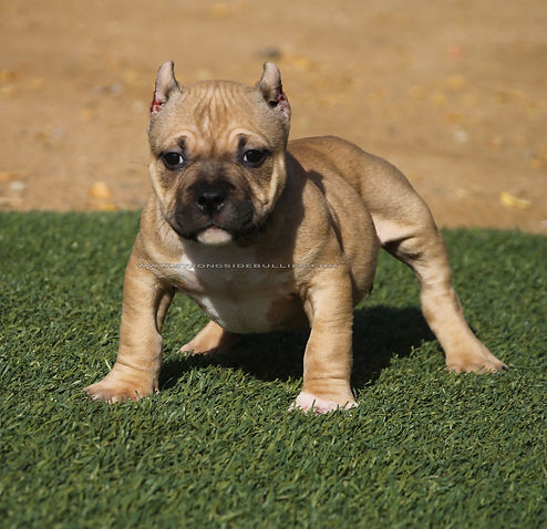 Pocket Bully puppies for sale