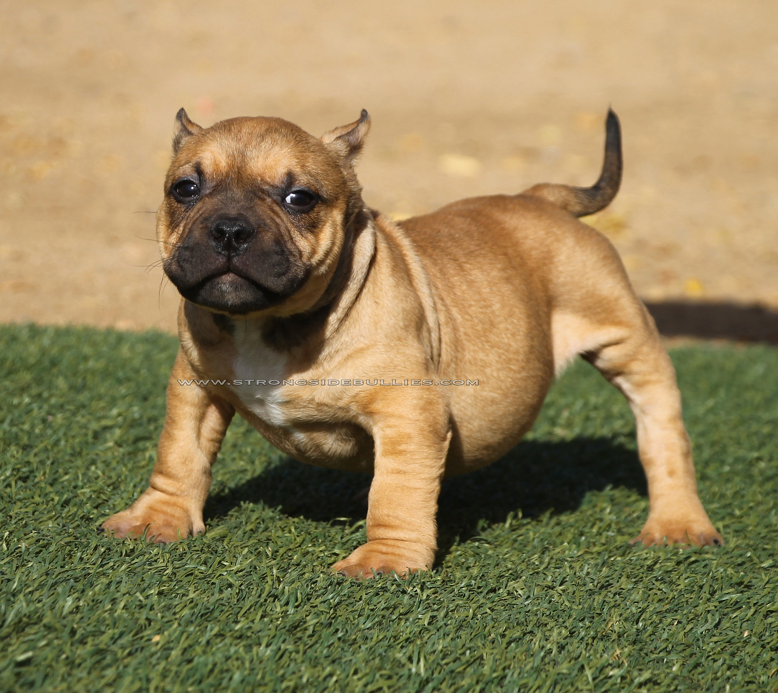 Pocket Bully Puppies For Sale | California | Strongside ...