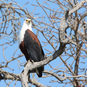 The Call of the Fish Eagle: A Peaceful Nature Escape at Leliekloof Lodge