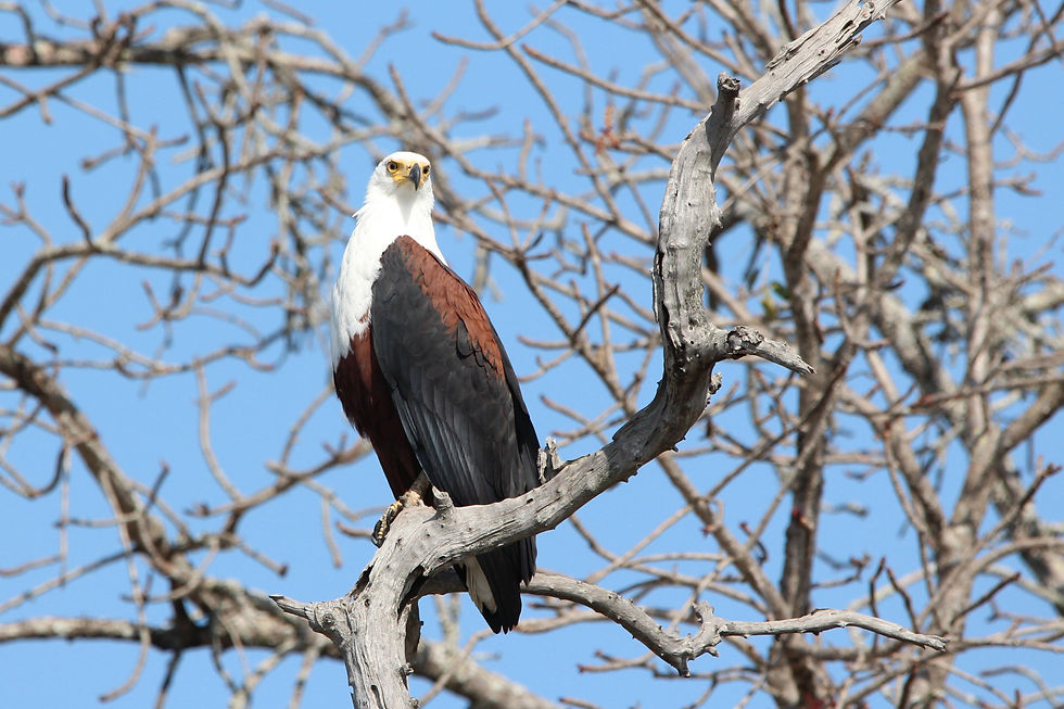 African Fish Eagle