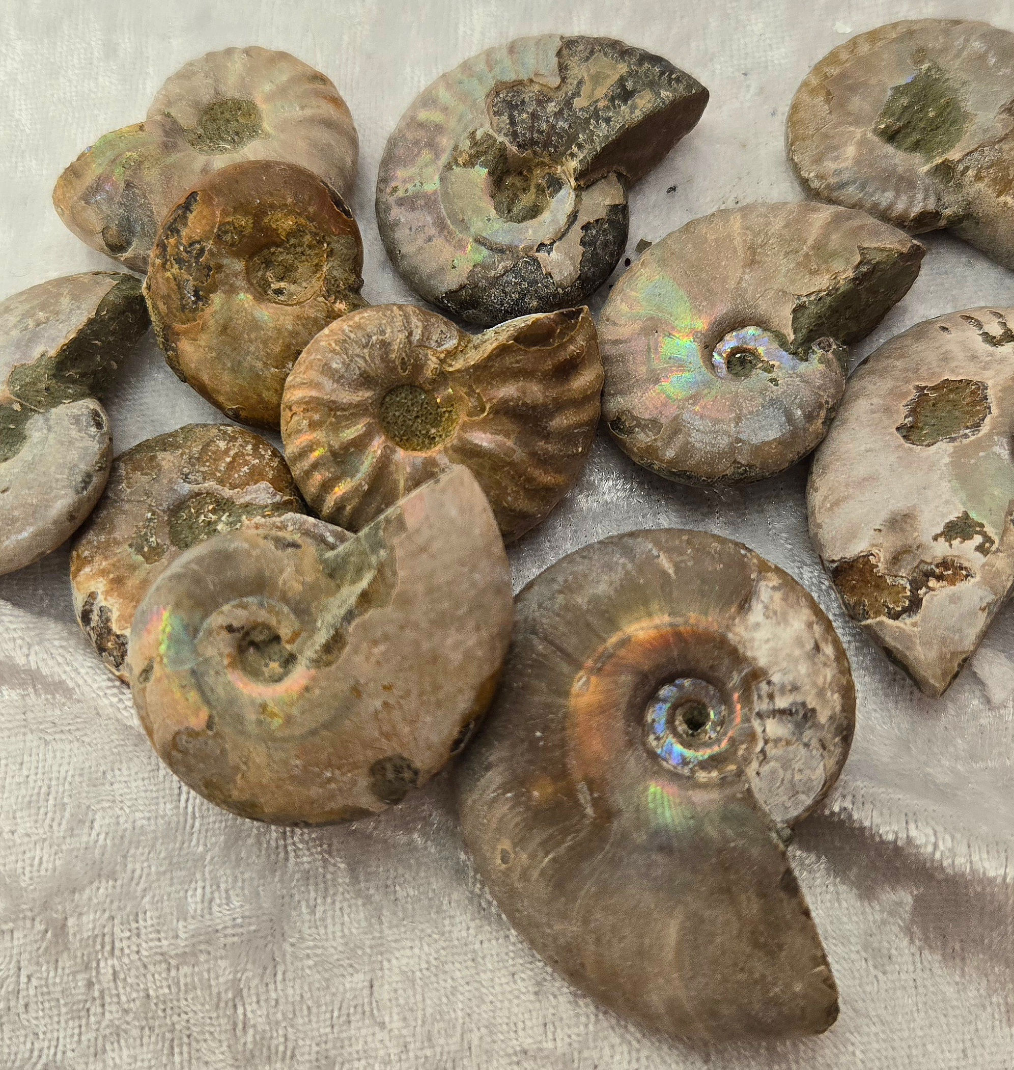 White Iridescent Ammonite 