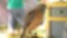 environment_hawk.jpg