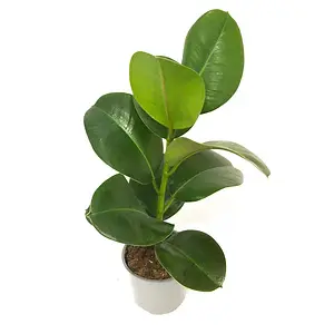 Ficus Cloe