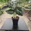 Thumbnail: Alocasia reginula "Black Velvet"