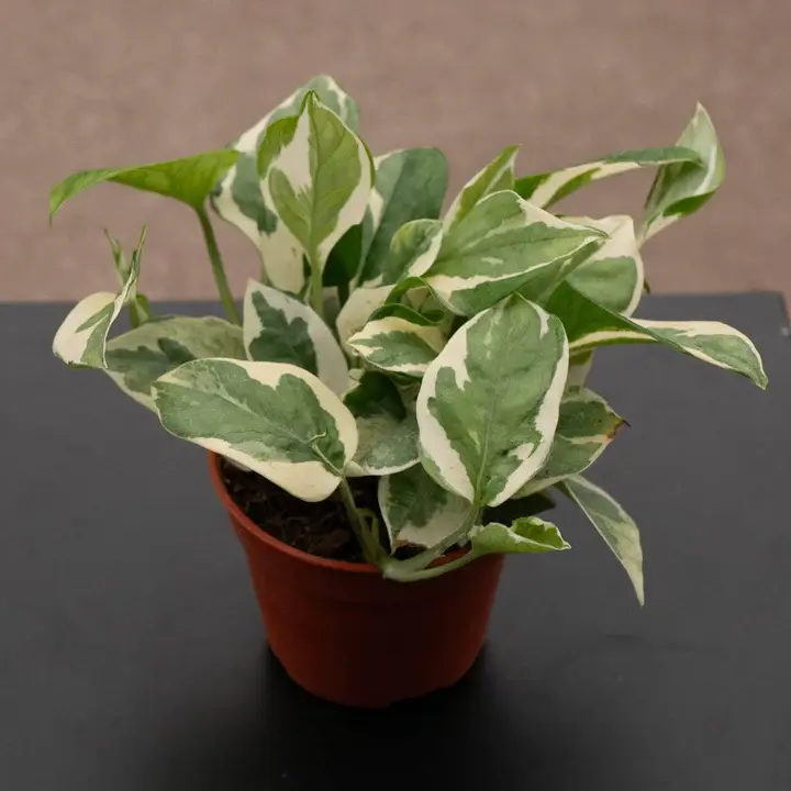Epipremnum Njoy