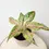 Thumbnail: Aglaonema Pink Butterfly