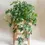 Thumbnail: Cissus Ellen Danica