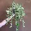 Thumbnail: Epipremnum Njoy