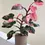 Thumbnail: Philodendron Pink Princess
