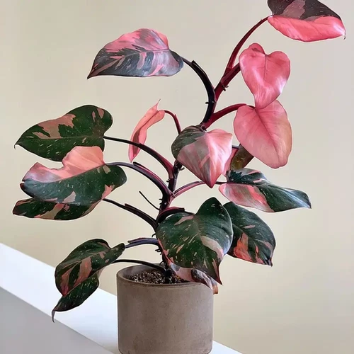 best size pot for snake plant 3-5 FT Snake Plant Whitney  Dahing Plants