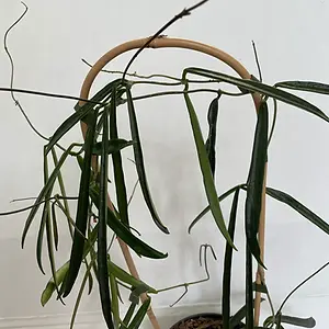 Hoya Longifolia